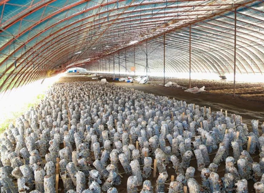 智慧养殖领域的温湿度传感器选择与运用